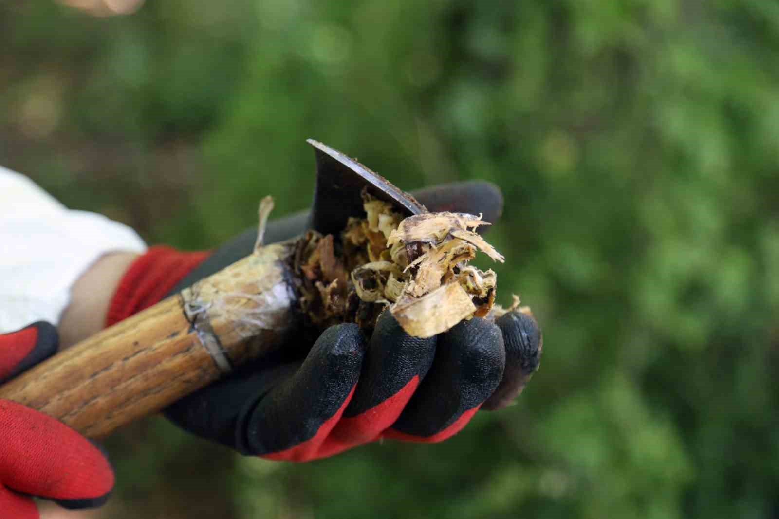 mugladaki sigla ormanlarindan 1 ton sigla yagi uretimi bekleniyor 4 89thpelM