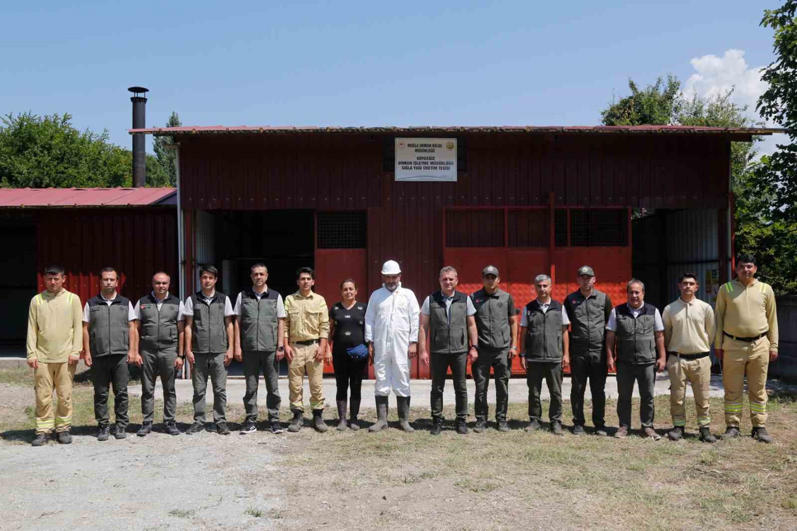 mugladaki sigla ormanlarindan 1 ton sigla yagi uretimi bekleniyor 6 Q5UleaVb