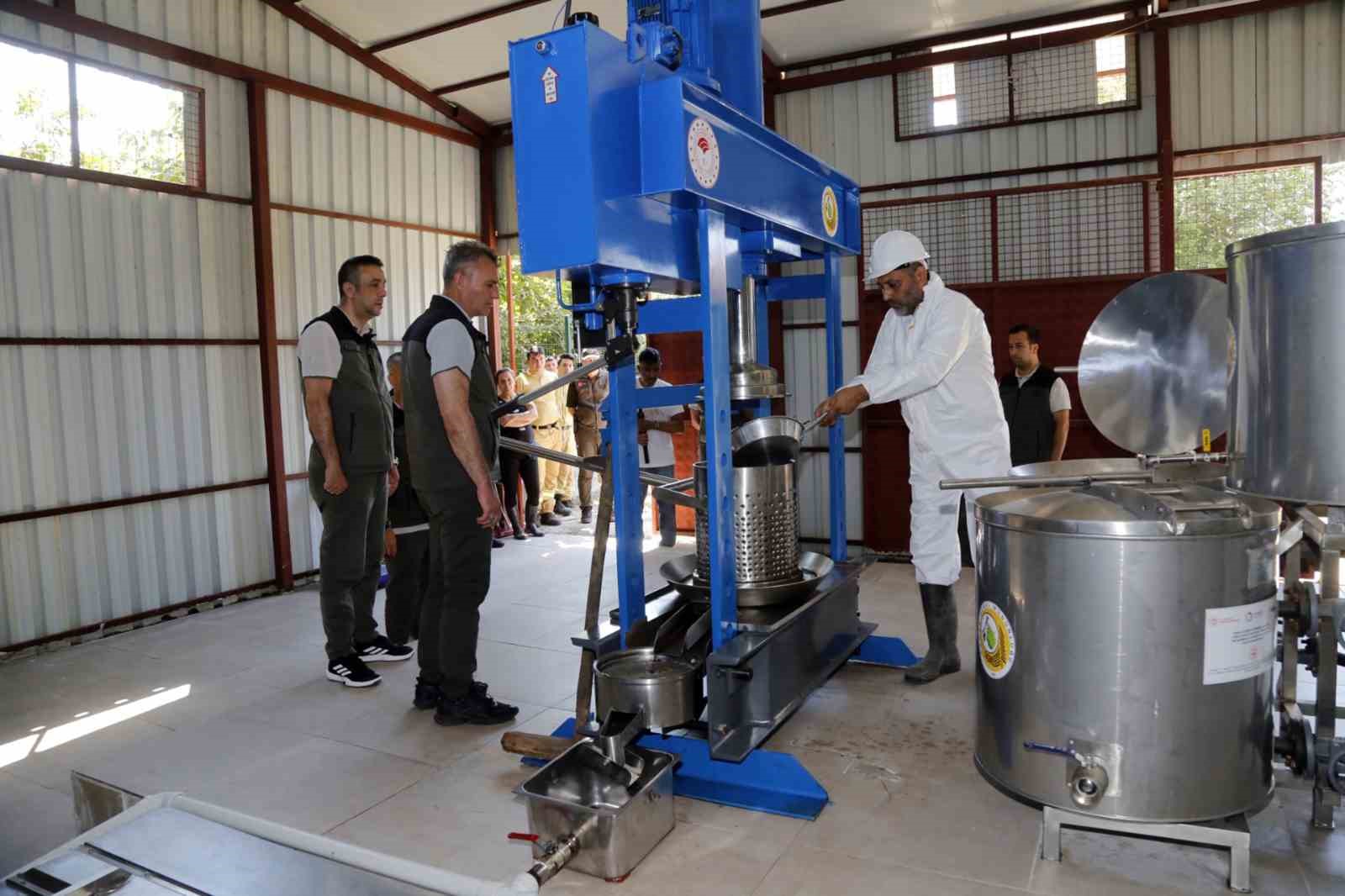 mugladaki sigla ormanlarindan 1 ton sigla yagi uretimi bekleniyor 7 Qqq7yCP2