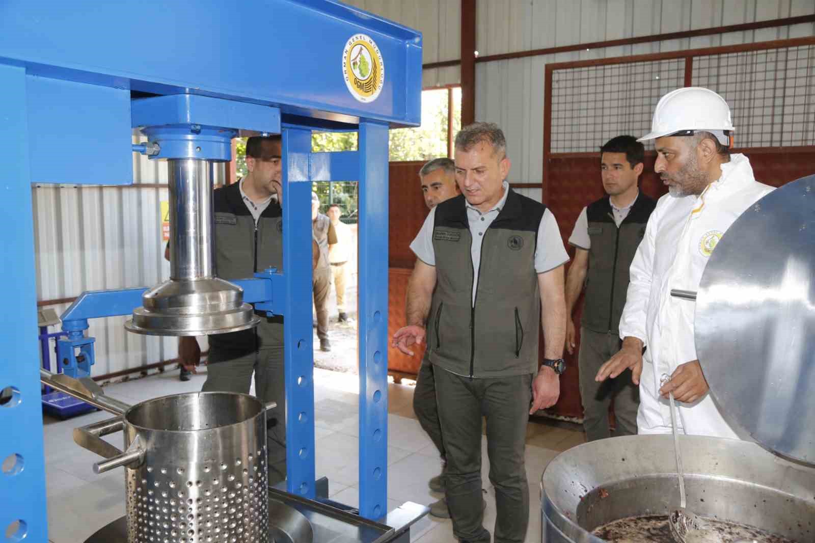 mugladaki sigla ormanlarindan 1 ton sigla yagi uretimi bekleniyor 8 YN18Ditt