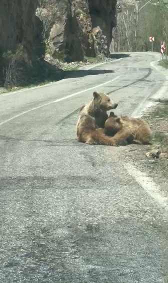 munzur vadisinde ilginc anlar anne ayi yavrusunu yolda emzirdi 0 MJha9jMI