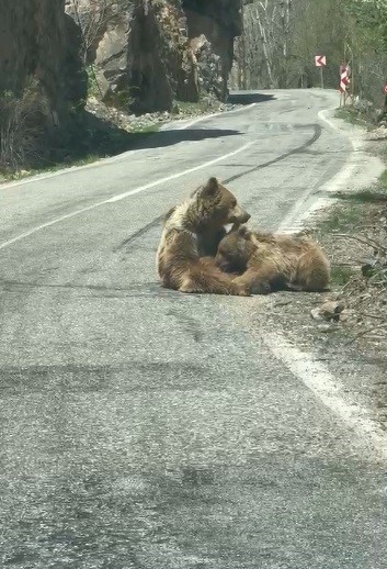 munzur vadisinde ilginc anlar anne ayi yavrusunu yolda emzirdi 1 O4BLDiWk