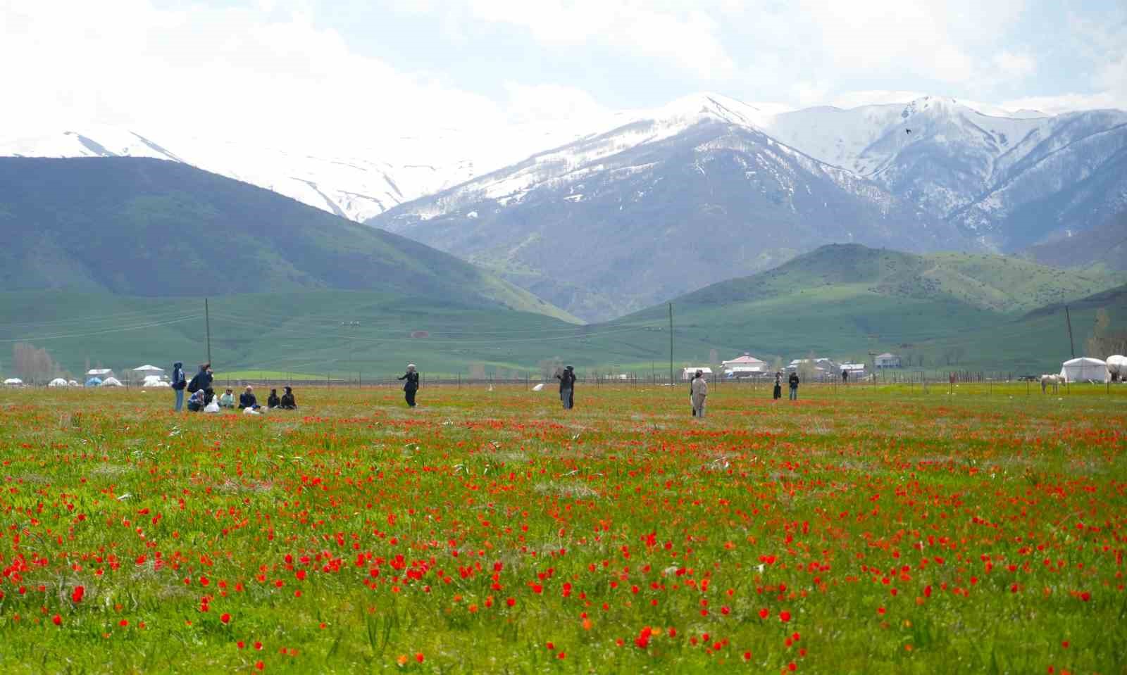 mus lalesi ovayi kirmiziya boyadi 2 8CaIgTLf