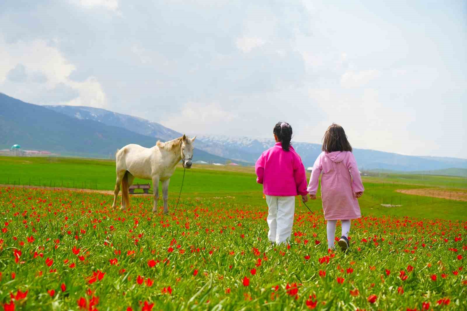 mus lalesi ovayi kirmiziya boyadi 4 idYWU7OE