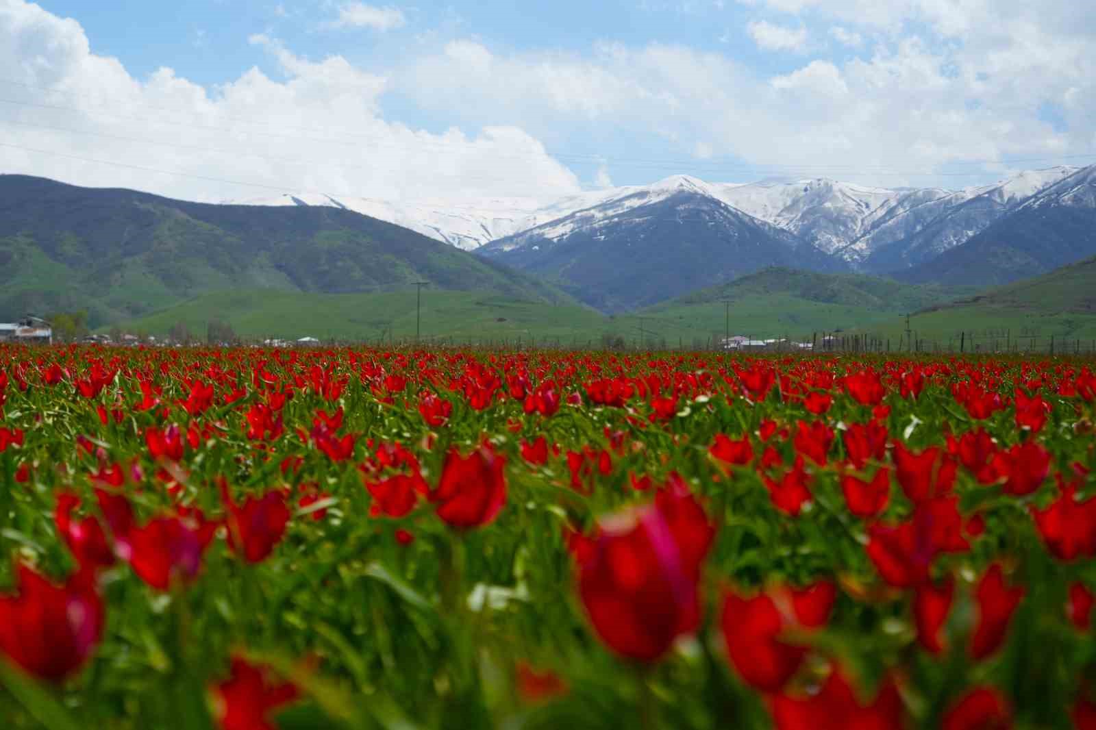 mus lalesi ovayi kirmiziya boyadi 9
