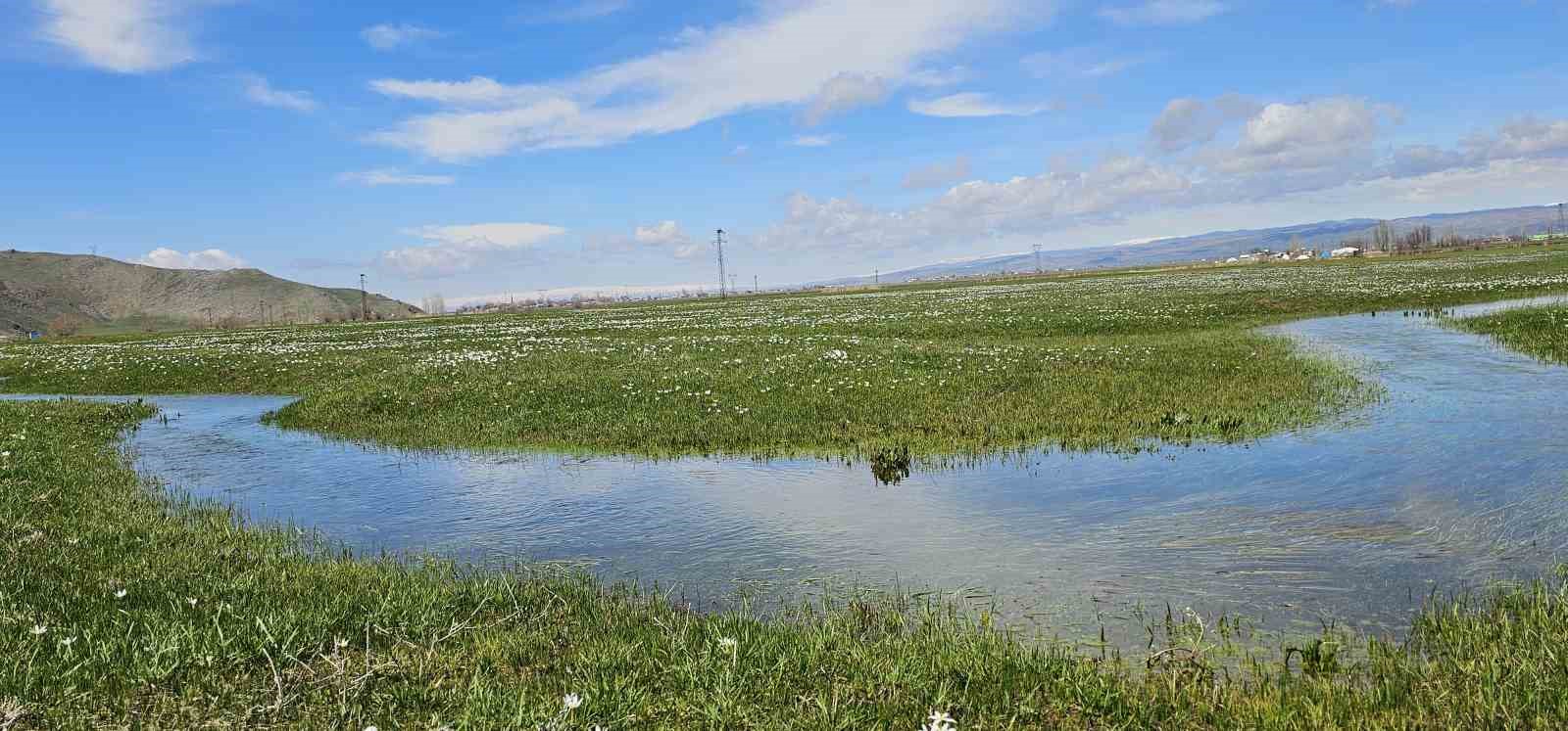 mus ovasi cigdemlerle renklendi 1