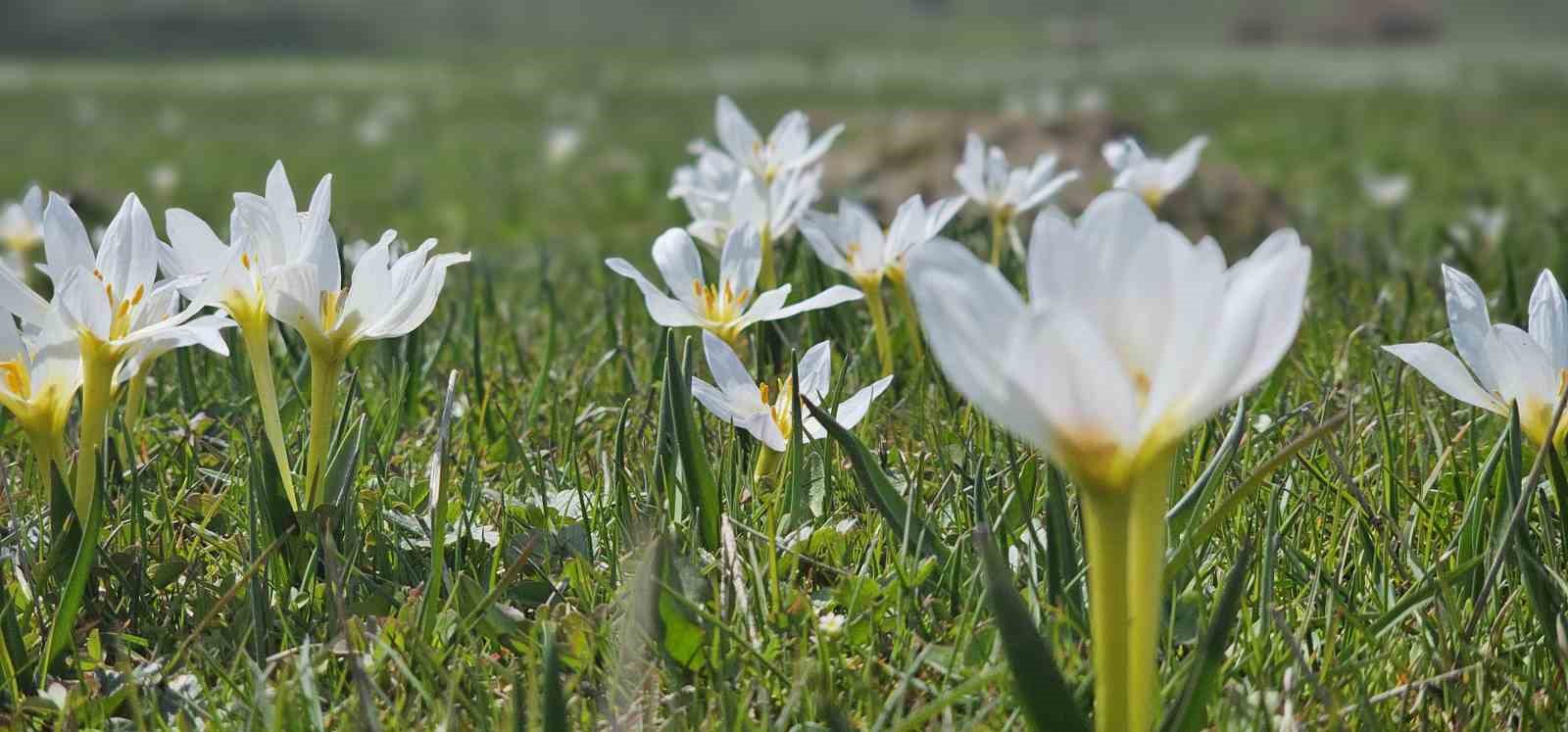 mus ovasi cigdemlerle renklendi 3 5UDWmWOh