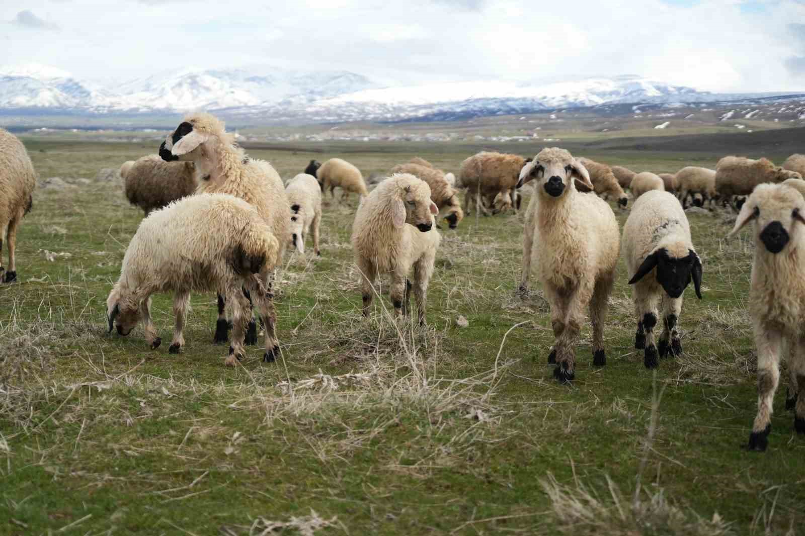 mus ovasi kuzu sesleriyle senlendi 0 WwrCQyKu