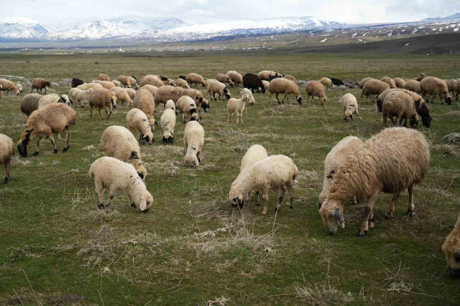 mus ovasi kuzu sesleriyle senlendi 4