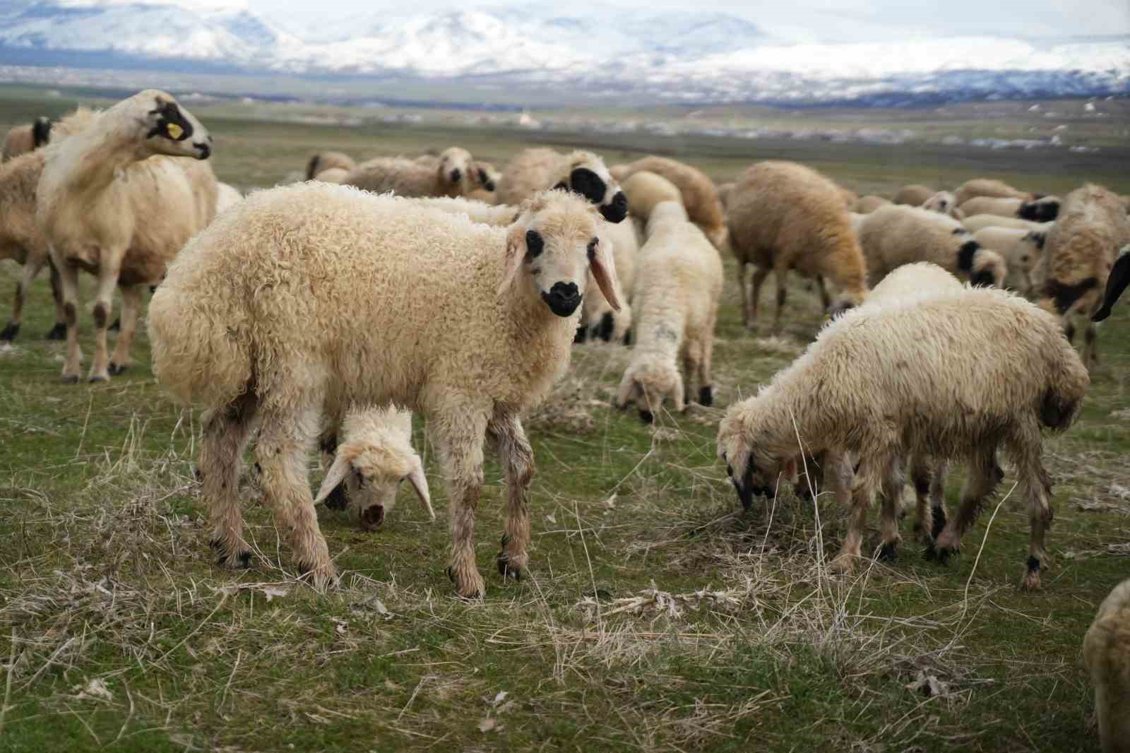 mus ovasi kuzu sesleriyle senlendi 5 9OEsnR2C