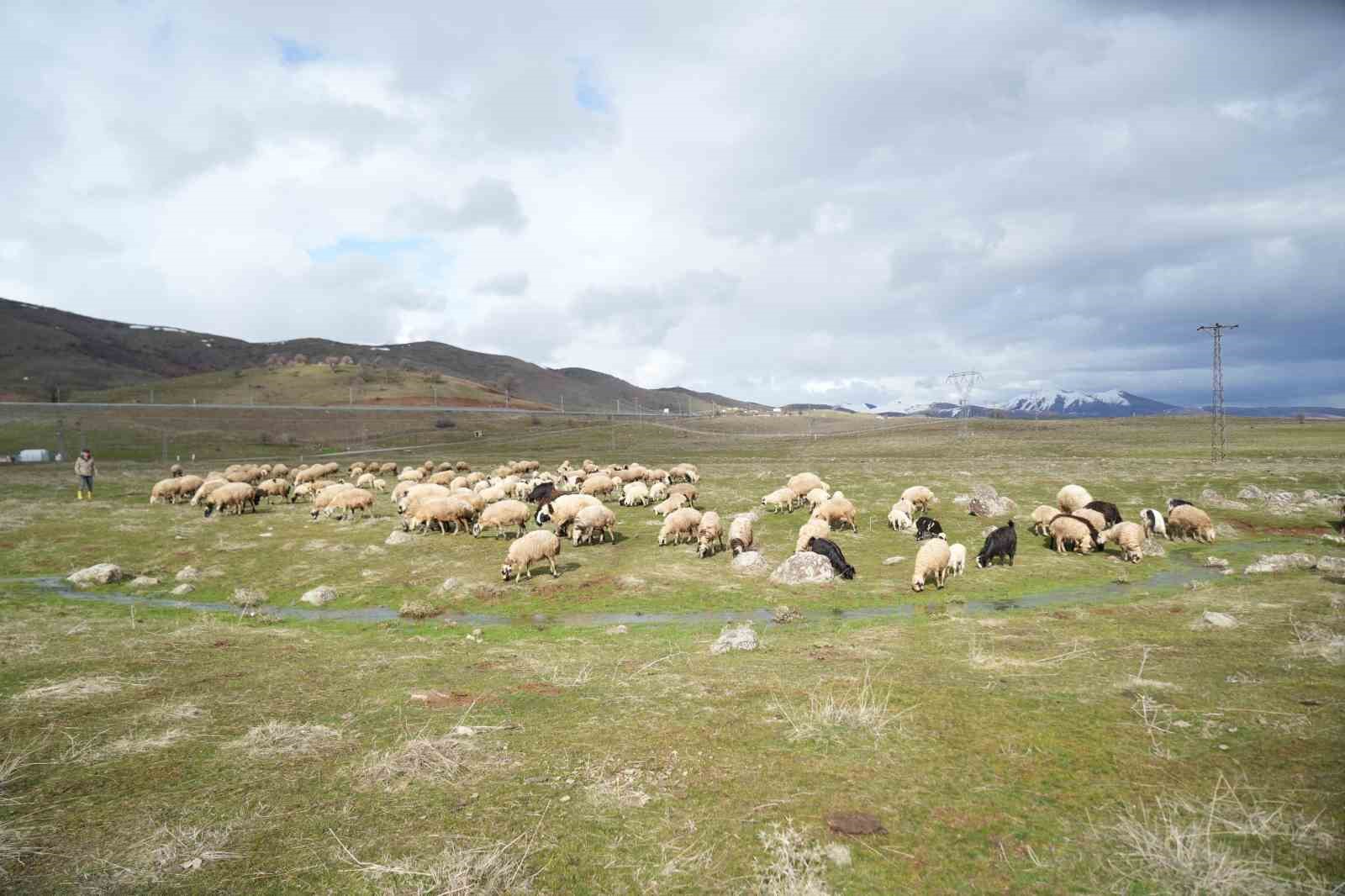mus ovasi kuzu sesleriyle senlendi 6 MW4HKUMu