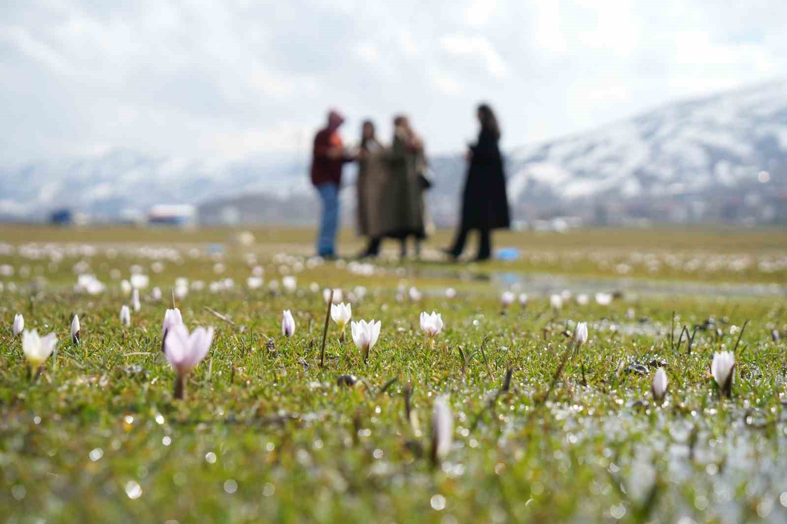 mus ovasinda baharin habercisi cigdemler acti 7 63iRhJmD