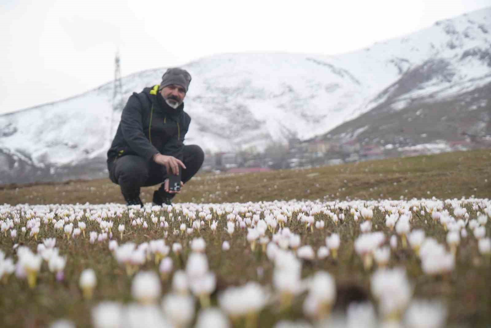 mus ovasinda cigdemler yeniden yuzunu gosterdi 0 62CNyY8r