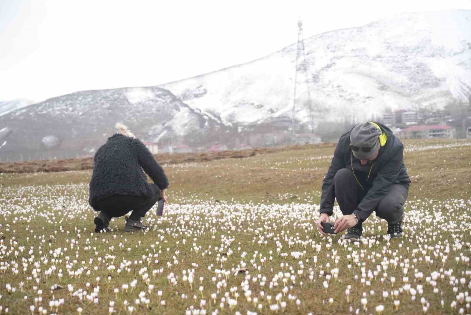 mus ovasinda cigdemler yeniden yuzunu gosterdi 1 7dzkDiVg