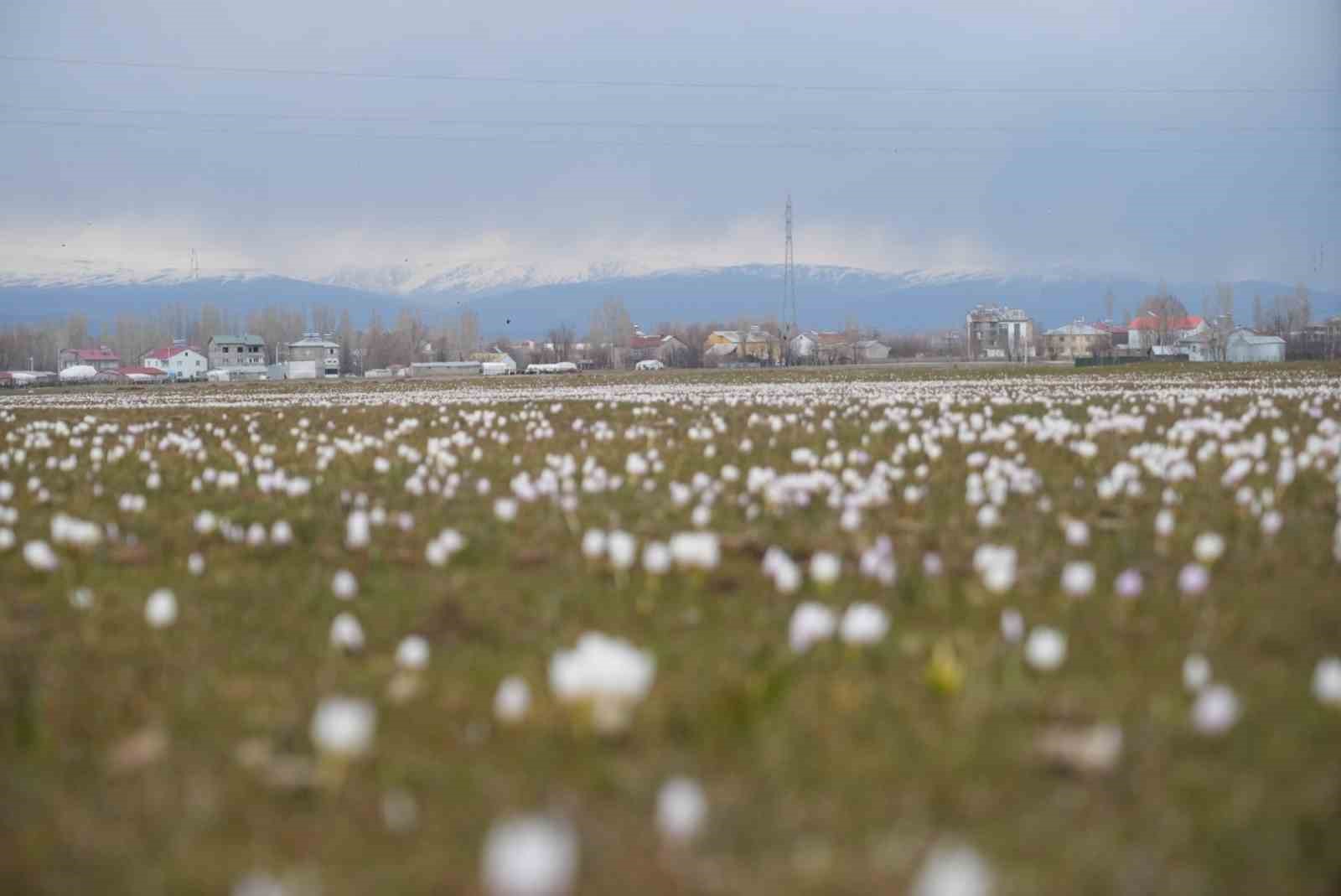 mus ovasinda cigdemler yeniden yuzunu gosterdi 4 eYj4BWDy