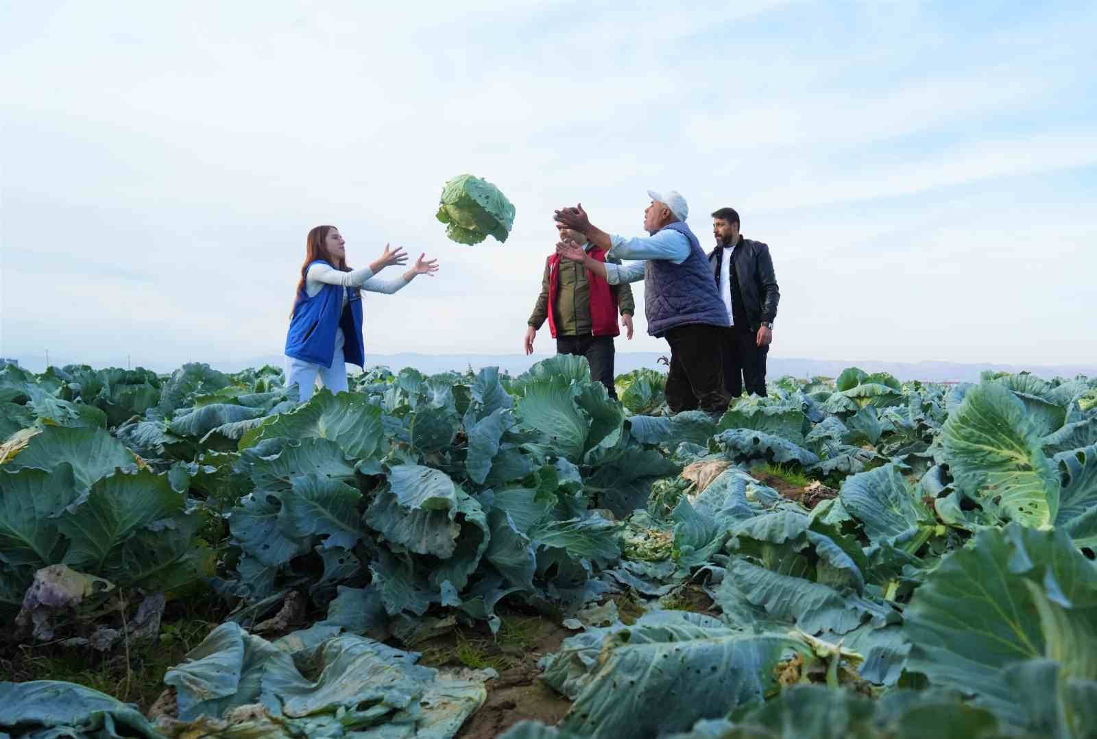 mus ovasinda gonullu genclerden ciftcilere hasat destegi 0 JFpew6eF