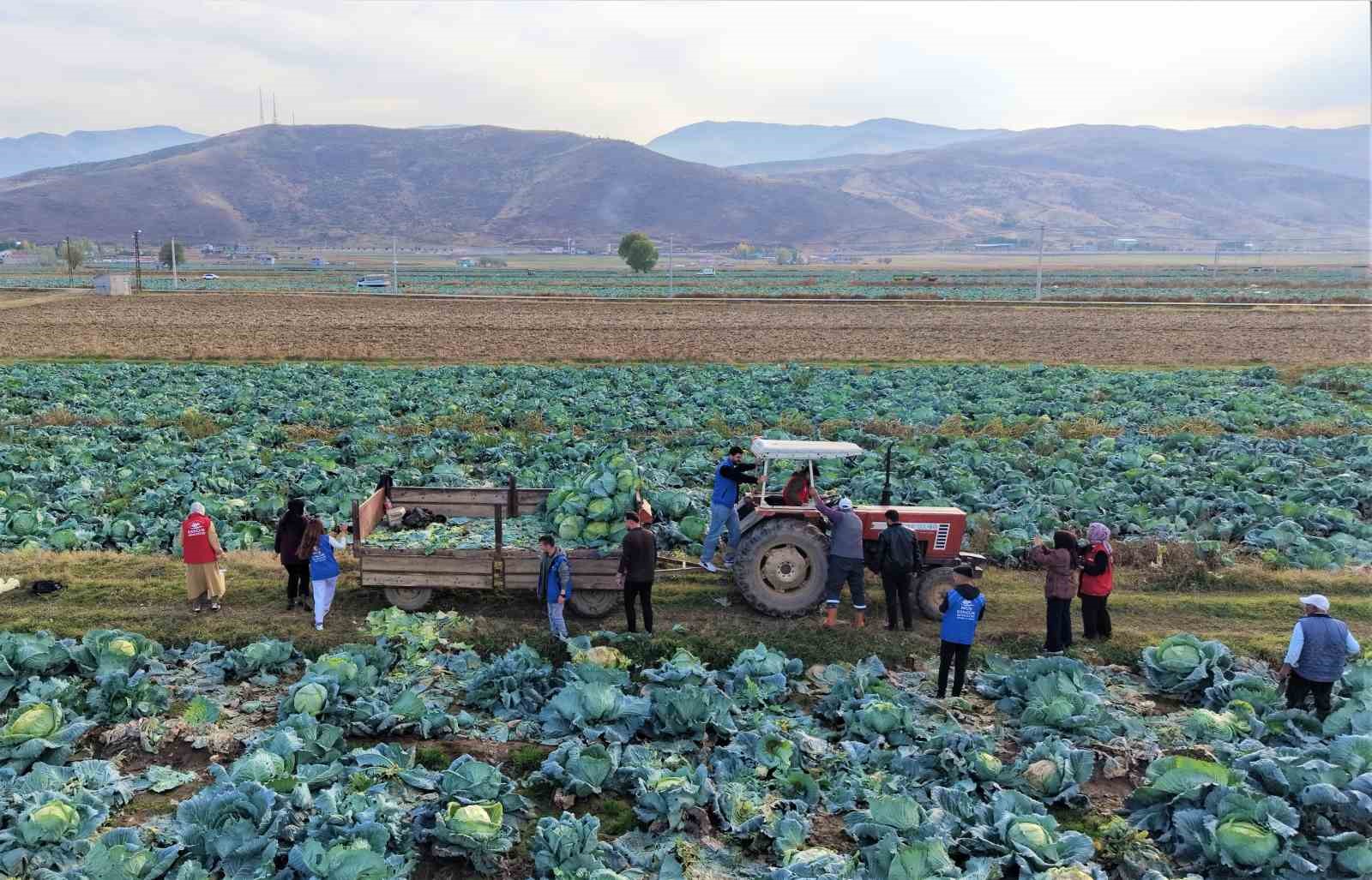 mus ovasinda gonullu genclerden ciftcilere hasat destegi 2 PFR6fMYG