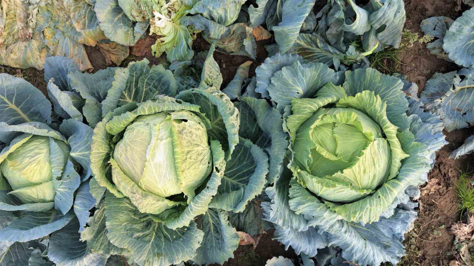 mus ovasinda gonullu genclerden ciftcilere hasat destegi 4 gcQRBRTG