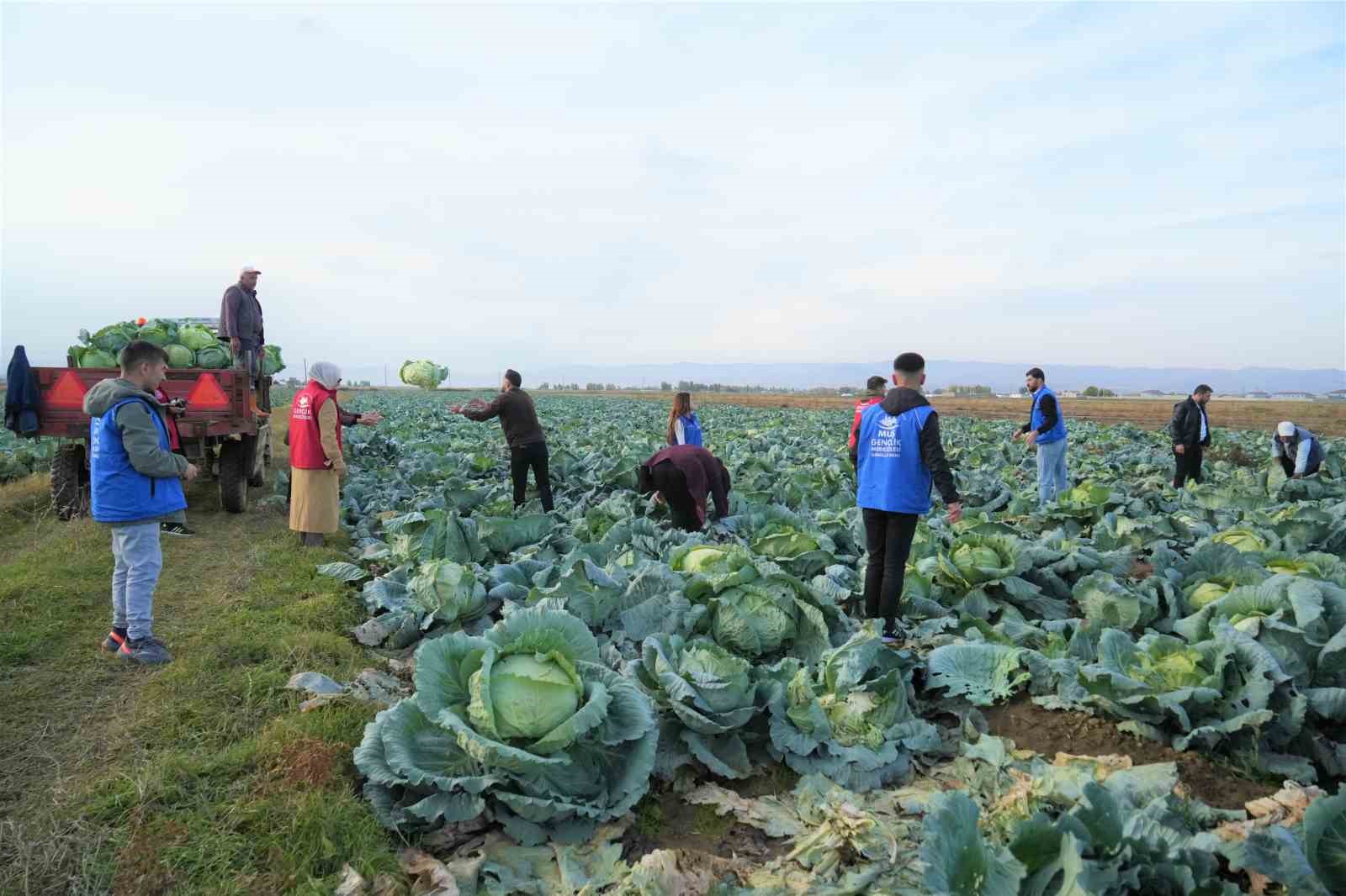 mus ovasinda gonullu genclerden ciftcilere hasat destegi 7 VHOSwmpP