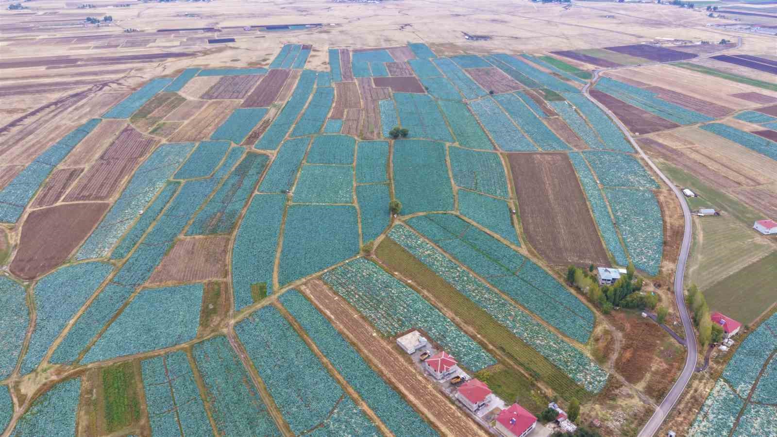 mus ovasinda lahana hasadi basladi 150 milyon liralik katki bekleniyor 0