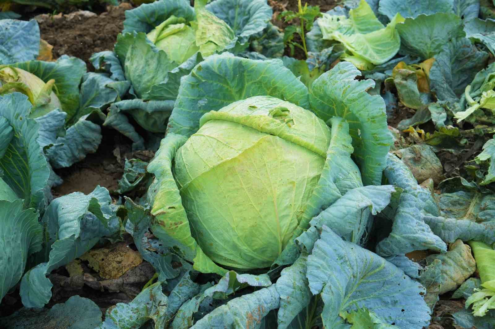 mus ovasinda lahana hasadi basladi 150 milyon liralik katki bekleniyor 1 J7CgGhIt