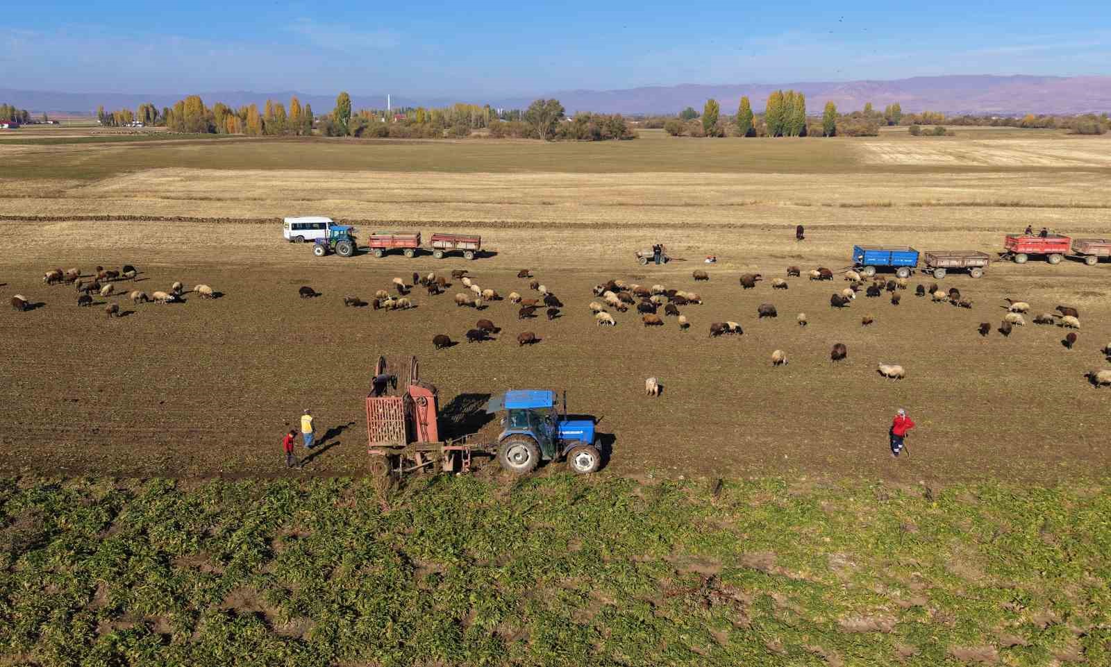 mus ovasinda tatli hasat devam ediyor 4 etAQ2Cva
