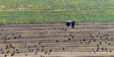 mus-ovasinda-tatli-hasat-devam-ediyor-EuIlYquQ.jpg