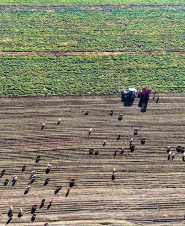 mus-ovasinda-tatli-hasat-devam-ediyor-EuIlYquQ.jpg