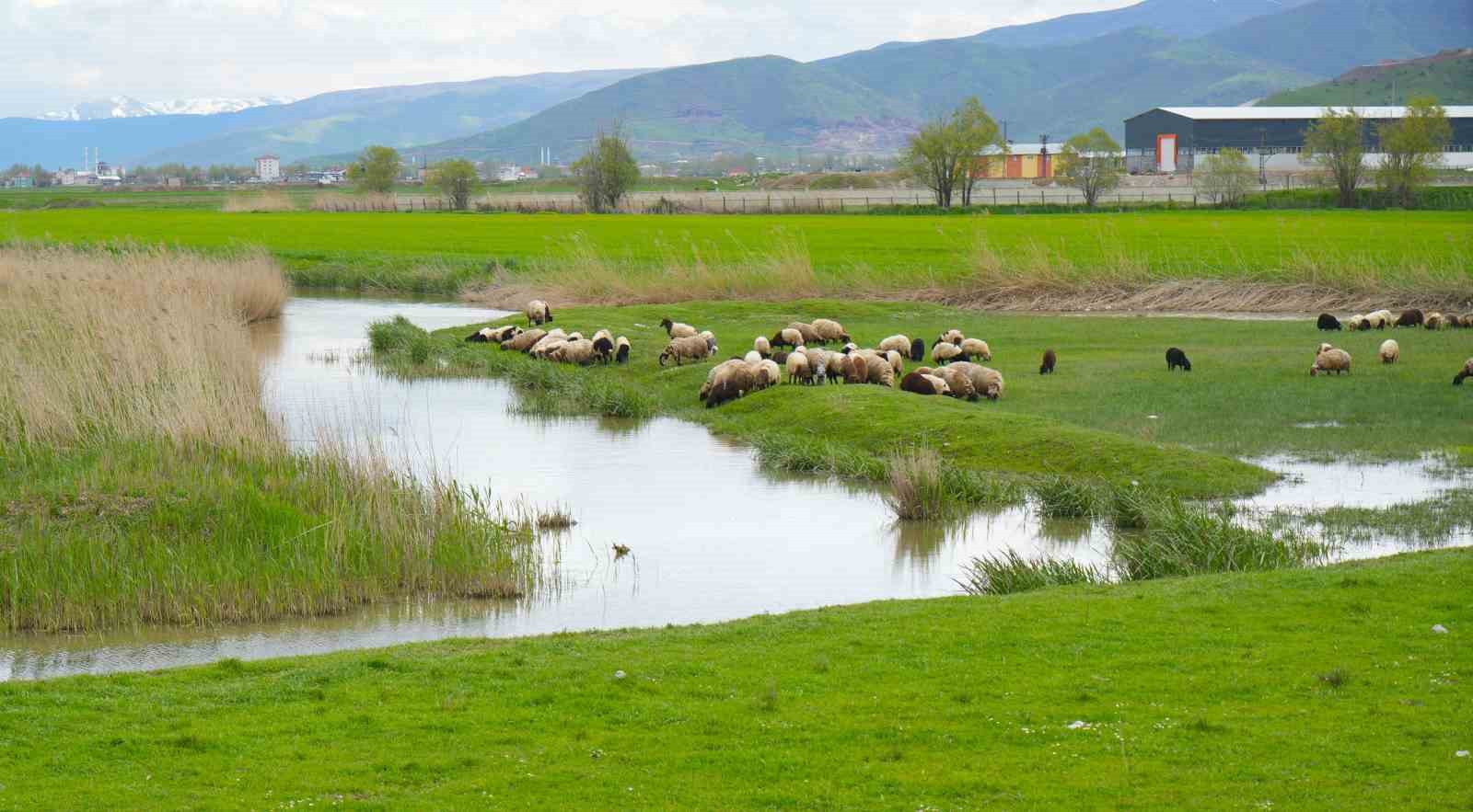 mus ovasinda yagis sonrasi menderesler guzel manzaralar sundu 4 qaMsifHT
