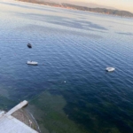 musilajin-ardindan-gemlik-korfezinde-sevindiren-goruntuler-2Pns38nW.jpg