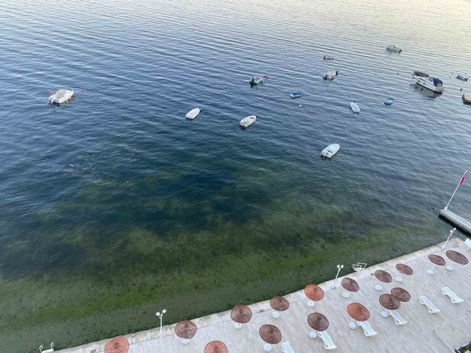 musilajin ardindan gemlik korfezinde sevindiren goruntuler 3 U1hKLW4O