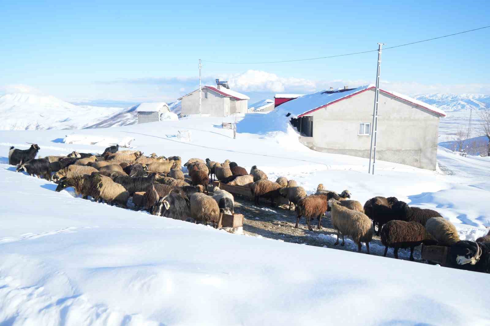 Muş’ta 1800 rakımlı köy kara gömüldü: Evler kar altında, ulaşım tünellerle sağlanıyor 19 musta 1800 rakimli koy kara gomuldu evler kar altinda ulasim tunellerle saglaniyor 15 l8CSzOrK