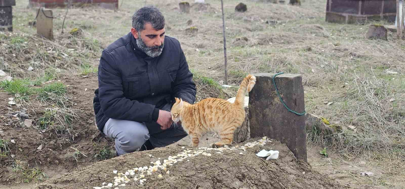 musta 9 gun once oldurulen adamin kedileri mezarinin basindan ayrilmiyor 0