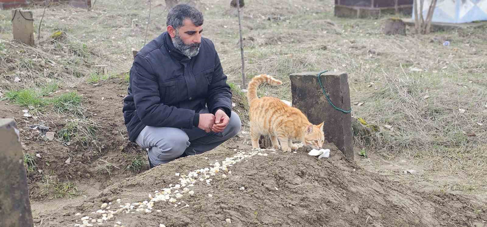 musta 9 gun once oldurulen adamin kedileri mezarinin basindan ayrilmiyor 5 P5q8y15A
