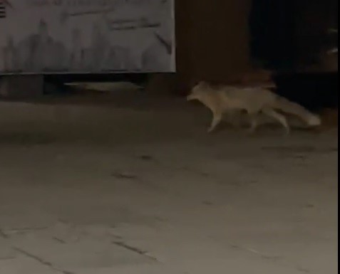 musta ac kalan tilki sehir merkezine indi 0 DlqpEBVC