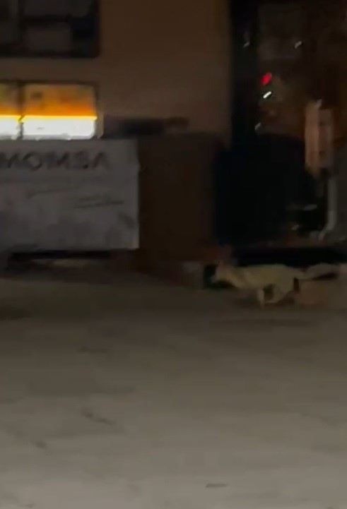 musta ac kalan tilki sehir merkezine indi 1 qShQvu8N
