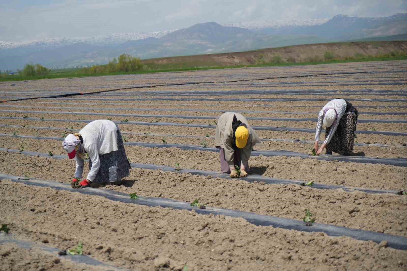 musta aromasiyla one cikan karpuzun ekimine baslandi 7 cZY6wVZ7