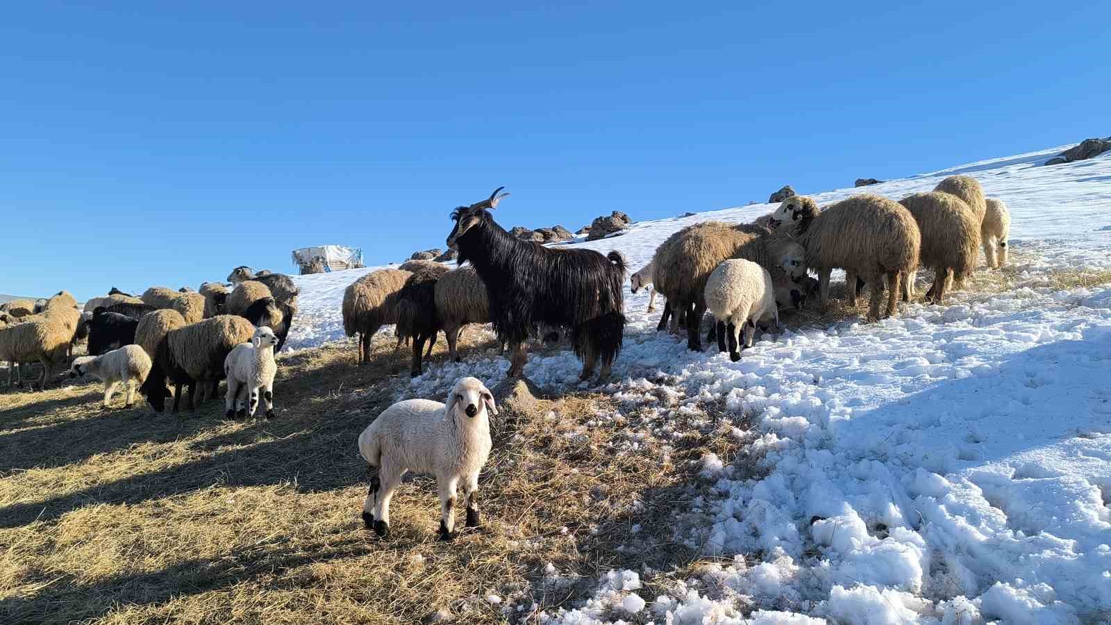 musta besiciler bahari beklerken yeniden kisa geldi 2