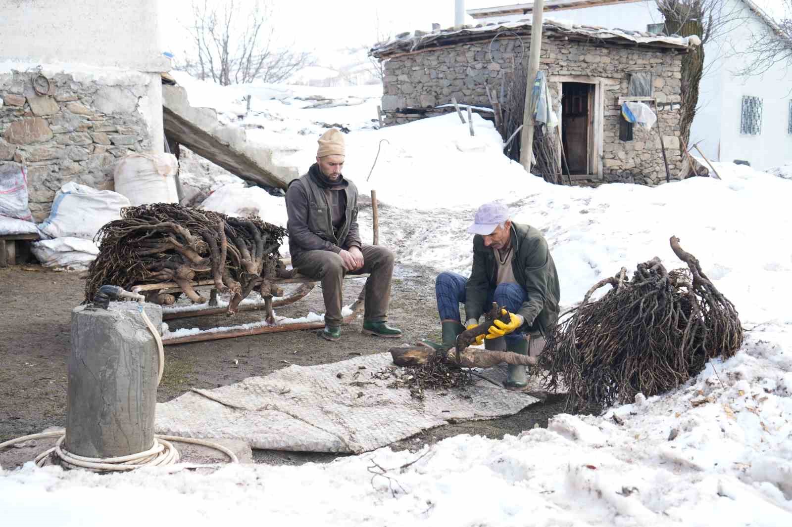 musta besicilerin asirlik geven otu gelenegi suruyor 3 WfMYRmHv