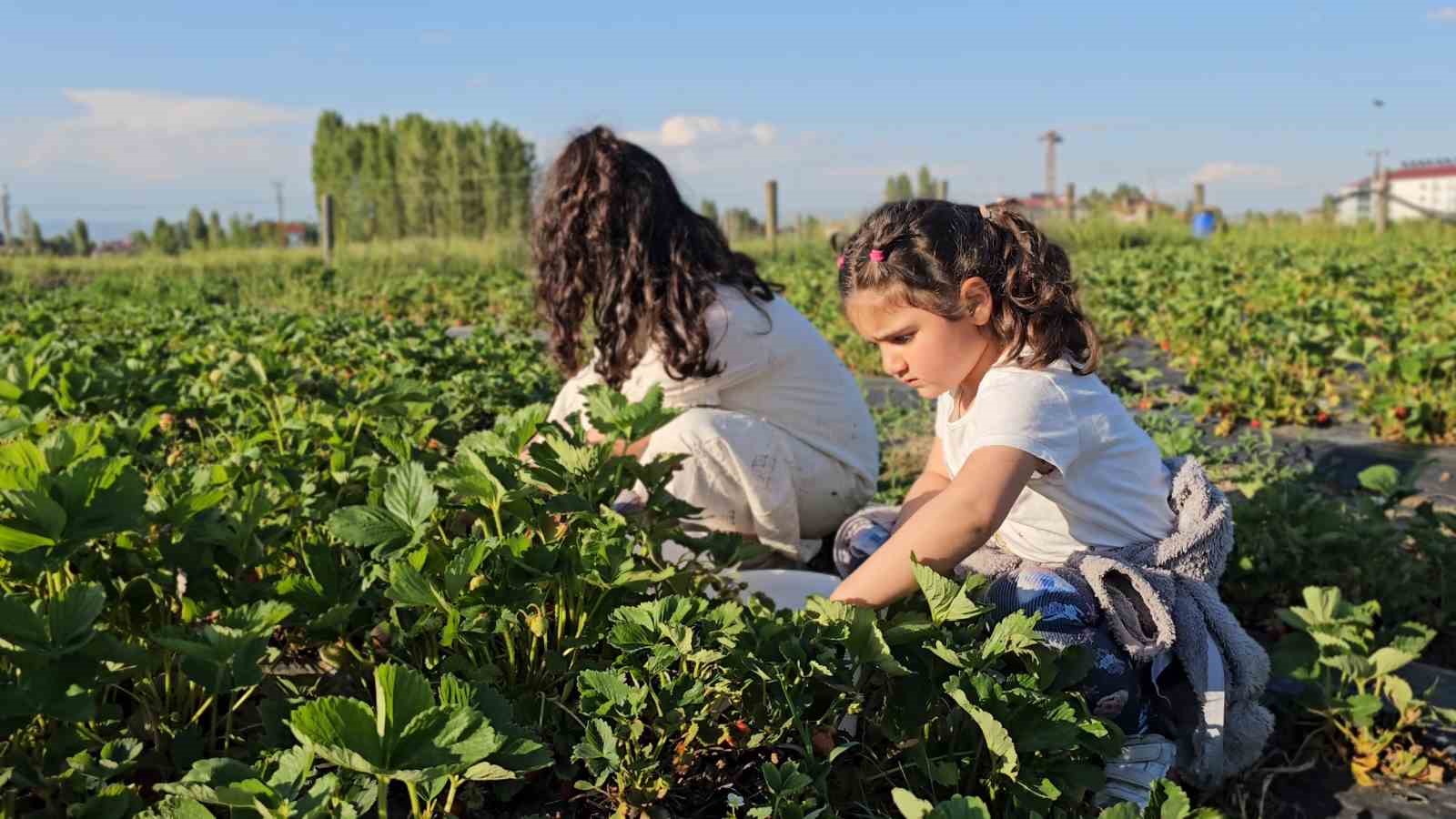 Muş’ta çilek tarlasında hem üretici hem vatandaş kazanıyor 4 musta cilek tarlasinda hem uretici hem vatandas kazaniyor 0 YRpkSL7e