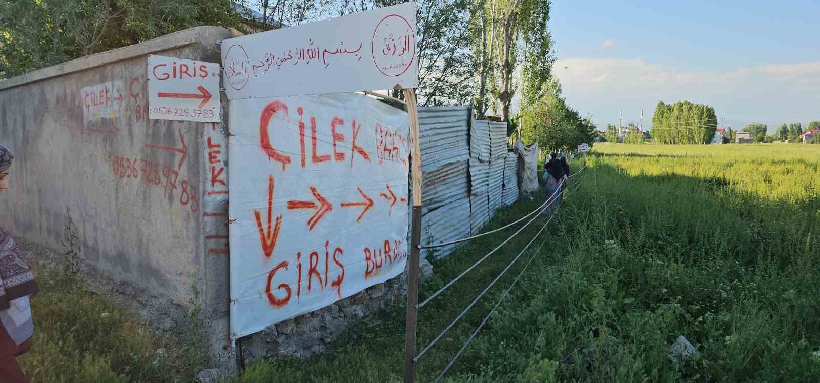 Muş’ta çilek tarlasında hem üretici hem vatandaş kazanıyor 5 musta cilek tarlasinda hem uretici hem vatandas kazaniyor 1 plYWWDXQ