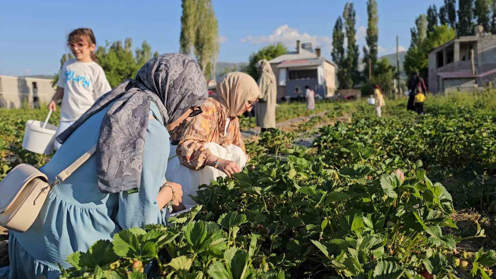Muş’ta çilek tarlasında hem üretici hem vatandaş kazanıyor 14 musta cilek tarlasinda hem uretici hem vatandas kazaniyor 10 PWThIe2M