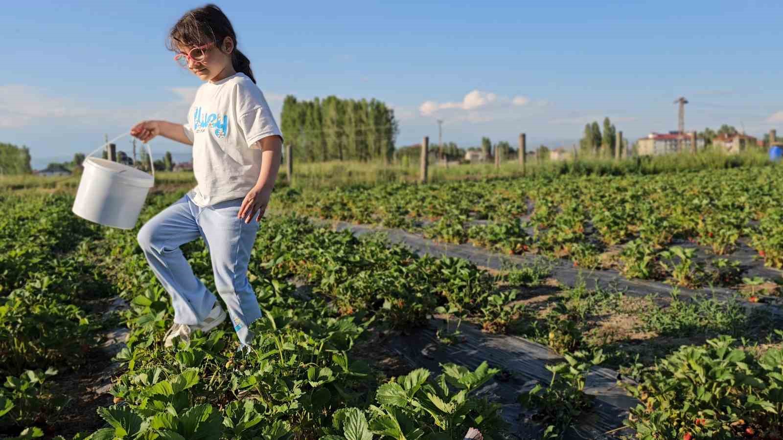 Muş’ta çilek tarlasında hem üretici hem vatandaş kazanıyor 15 musta cilek tarlasinda hem uretici hem vatandas kazaniyor 11 f49byKaE