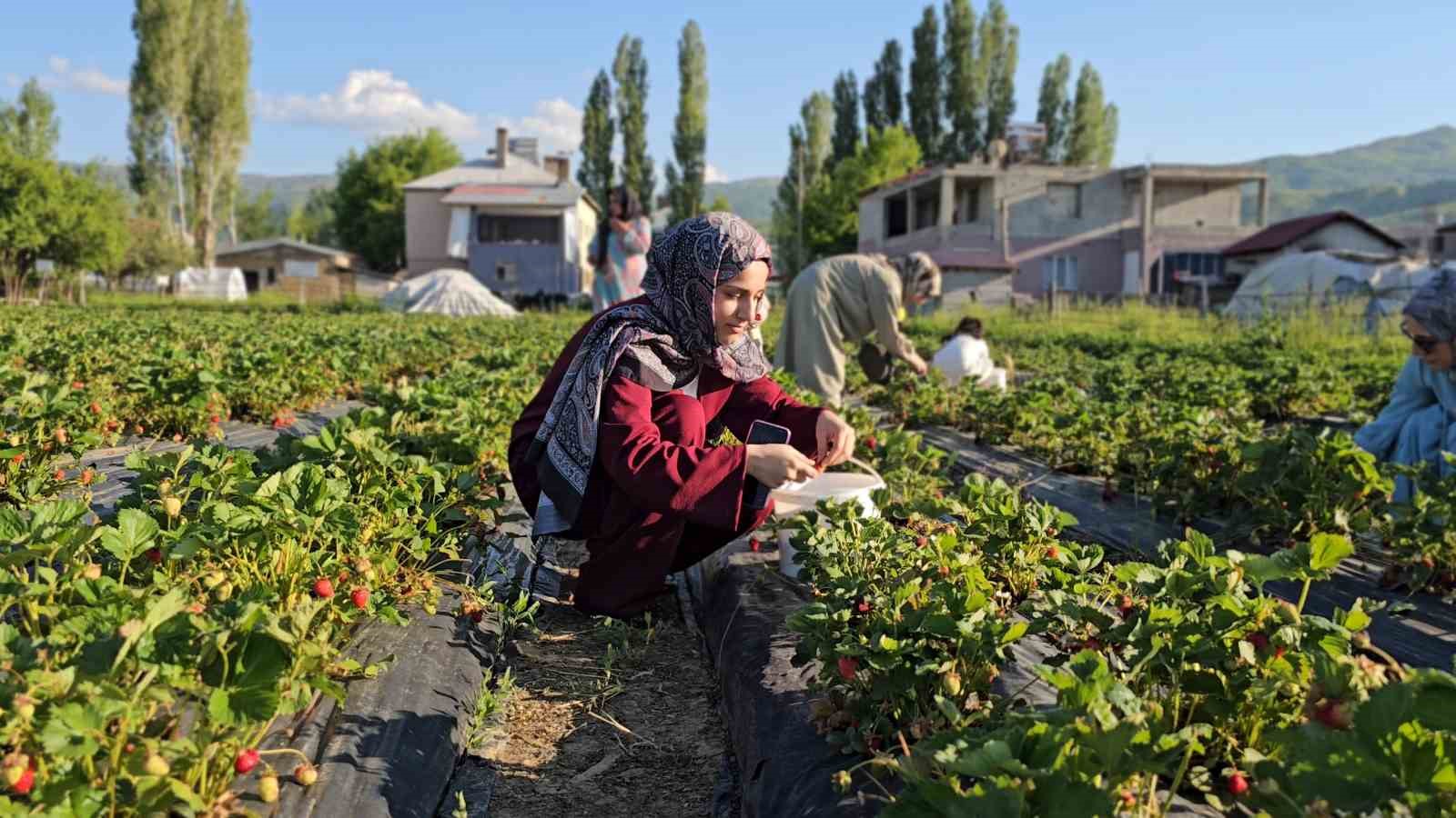 Muş’ta çilek tarlasında hem üretici hem vatandaş kazanıyor 16 musta cilek tarlasinda hem uretici hem vatandas kazaniyor 12