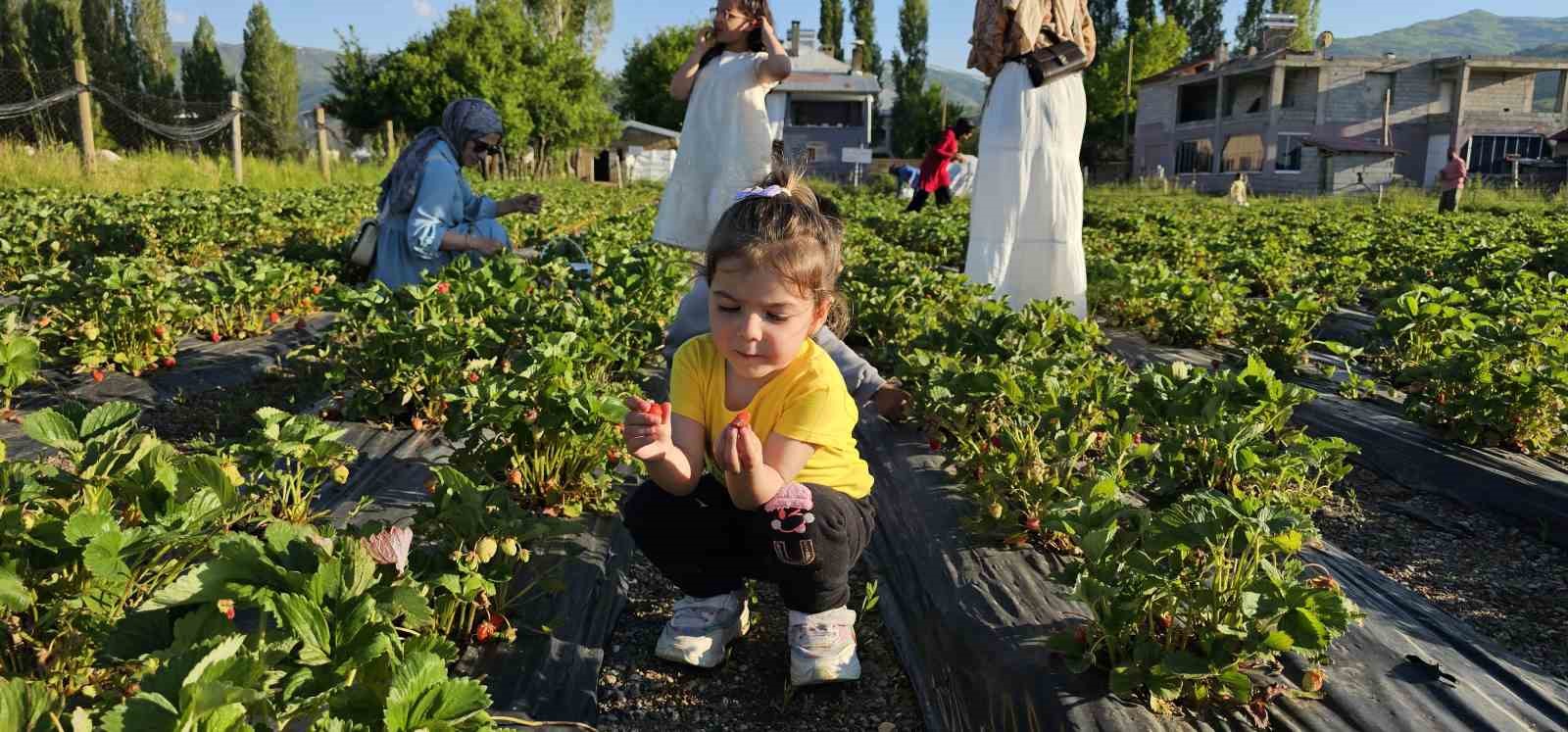 Muş’ta çilek tarlasında hem üretici hem vatandaş kazanıyor 17 musta cilek tarlasinda hem uretici hem vatandas kazaniyor 13 BviPfAOI