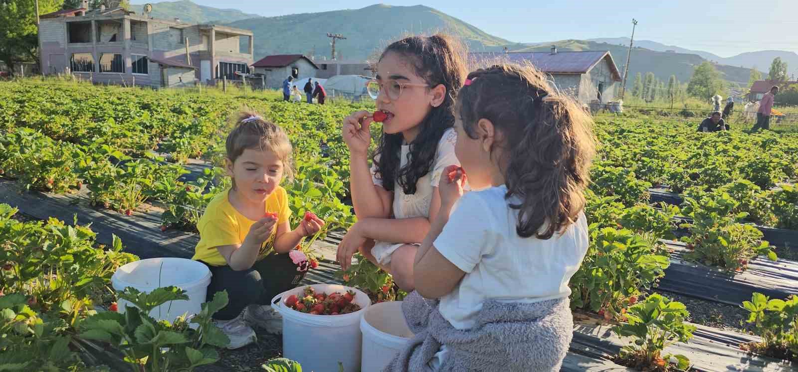 Muş’ta çilek tarlasında hem üretici hem vatandaş kazanıyor 18 musta cilek tarlasinda hem uretici hem vatandas kazaniyor 14 4XLXD6Yn