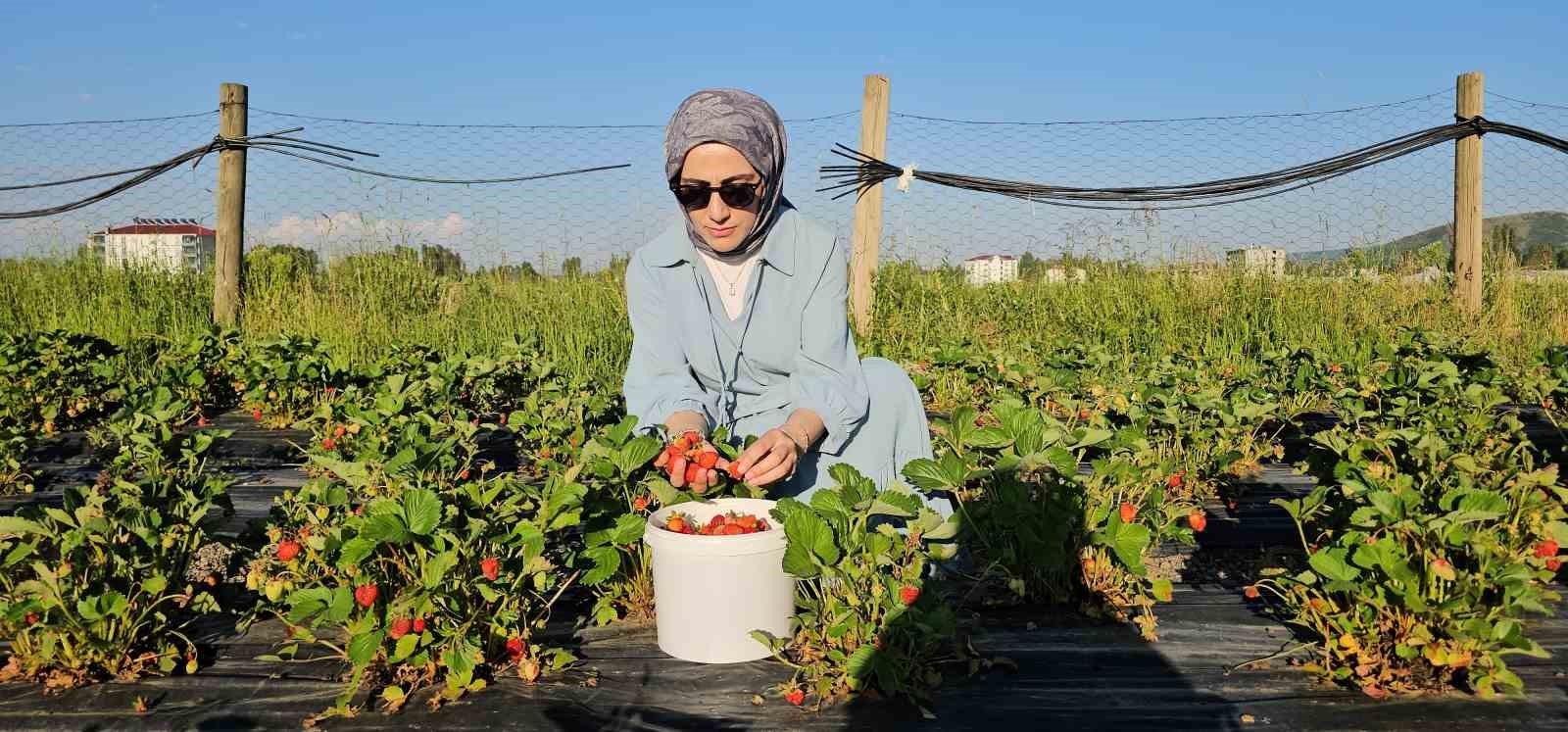 Muş’ta çilek tarlasında hem üretici hem vatandaş kazanıyor 20 musta cilek tarlasinda hem uretici hem vatandas kazaniyor 16 RRUCynnI