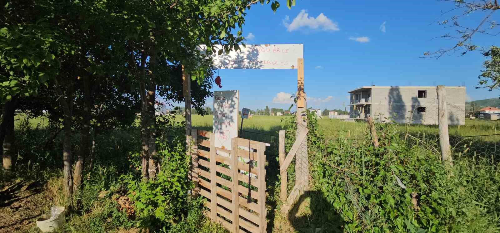 Muş’ta çilek tarlasında hem üretici hem vatandaş kazanıyor 6 musta cilek tarlasinda hem uretici hem vatandas kazaniyor 2 EEK39qEF