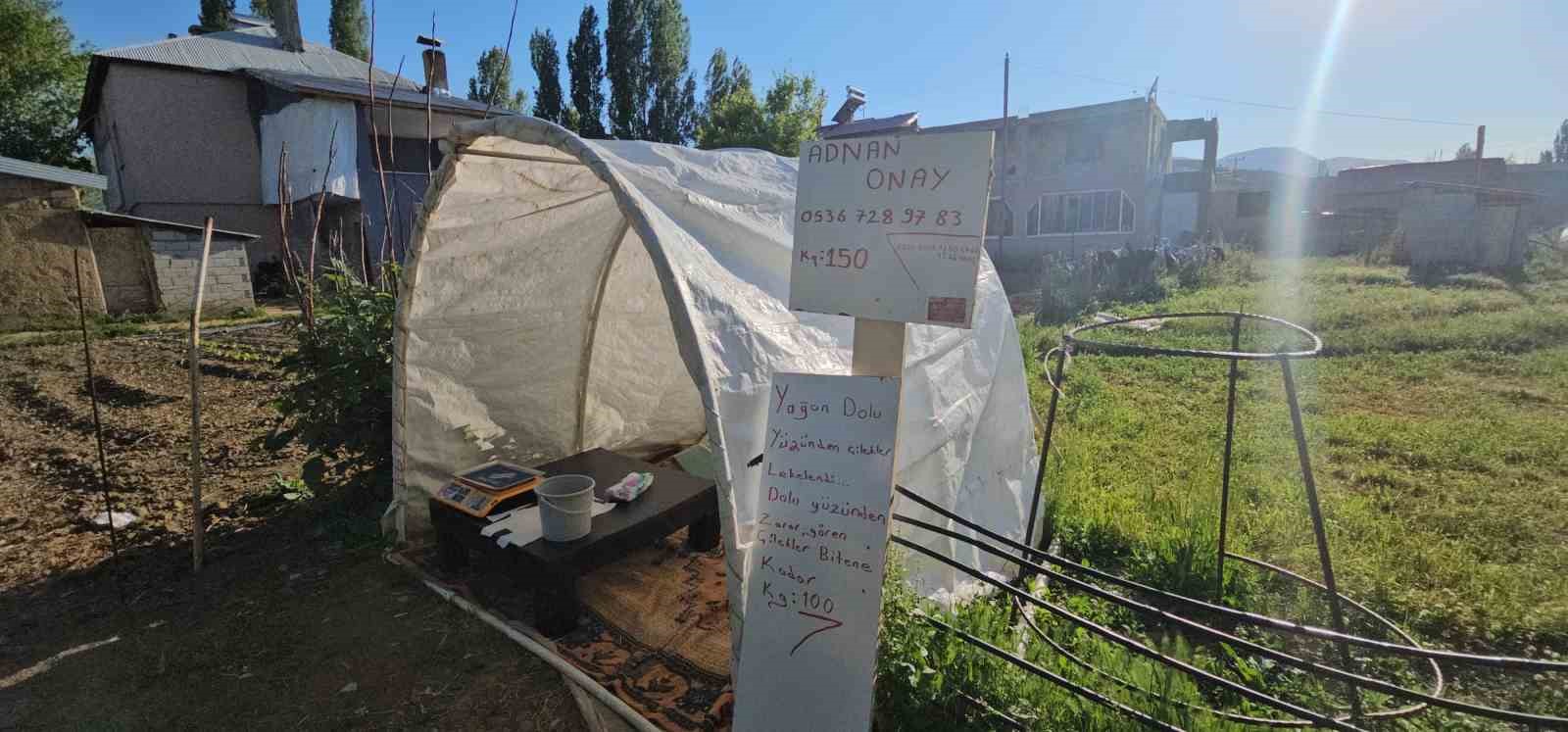 Muş’ta çilek tarlasında hem üretici hem vatandaş kazanıyor 7 musta cilek tarlasinda hem uretici hem vatandas kazaniyor 3 zh7mAeuT