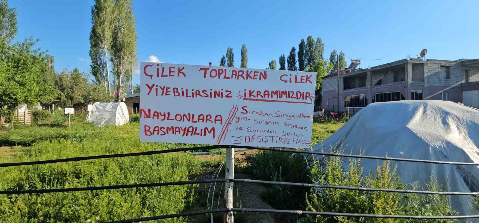 Muş’ta çilek tarlasında hem üretici hem vatandaş kazanıyor 8 musta cilek tarlasinda hem uretici hem vatandas kazaniyor 4 k4XCZDLJ